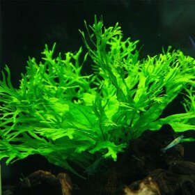 Akvarijni rostlina Microsorum pteropus Windelov - 2