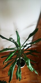 Izbove kvety, rastliny, dracena vonava - 2