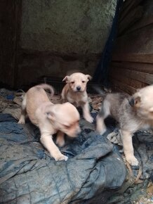 Darujem šteniatka  jedného  psíka jednu malú sučku - 2