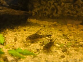 Corydoras paleatus - 2