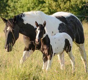 Kvalitní Paint Horse klisna 7 panel NN, homozygot TT - 2