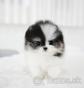 Mini pomeranianské šteniatko - 2