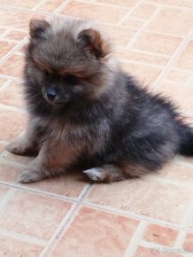 Trpazlíčí špic pomeranian - 2