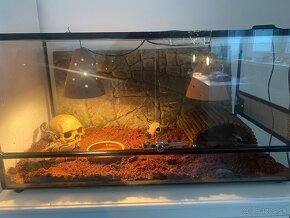 Python regius + terarium - 2