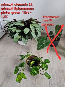 Philodendron  micans - 2