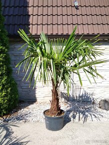 Mrazuvzdorne palmy - Trachycarpus Fortunei - 2