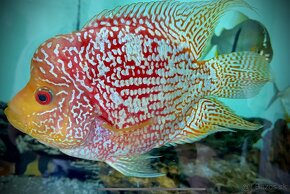 Flowerhorn fireman SB - 2