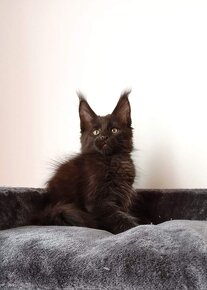 Maine Coon s PP - 2