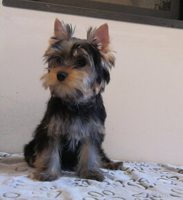 Yorkshire terrier ,York, Yorkshire, Jorkšírský teriér s PP - 2