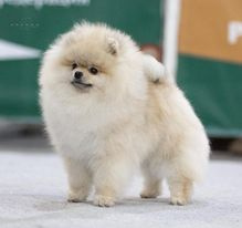 POmeranian - 2