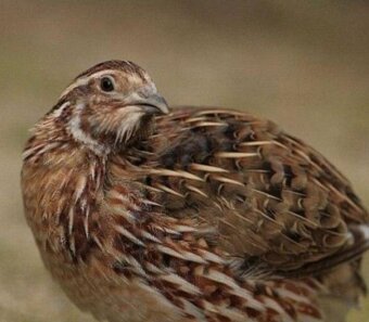 Prepelice Jumbo Faraón 5 týždňové pred znáškou - 2