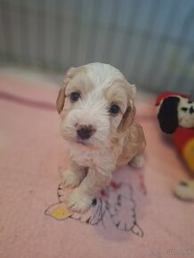 Maltipoo - 2