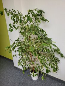 Ficus benjamin - 2