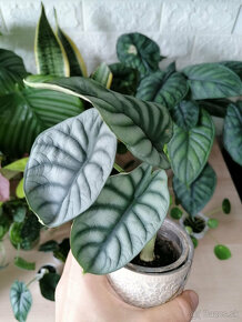 Alocasia / alokazia a ine izbove kvety - 2