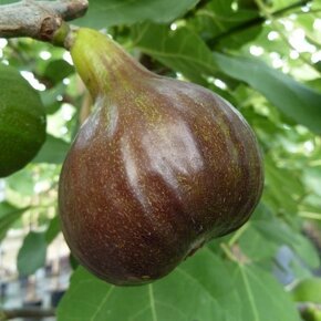 Ficus carica - 2