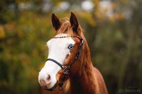 Téměř dvouletá Quarter Horse klisna, nominována na Futurity - 2