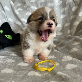 Welsh Corgi Pembroke - 2