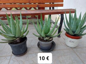 Rastliny aloe vera - 2