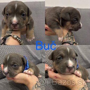 American Bully pocket - 2