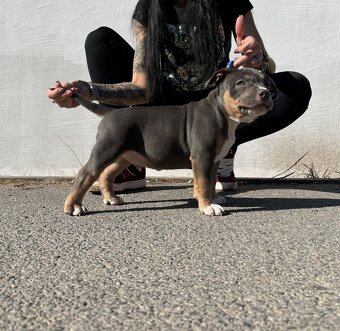 American Bully pocket - 2