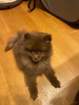 Pomeranian - 2