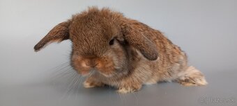 Mini Lop - 2