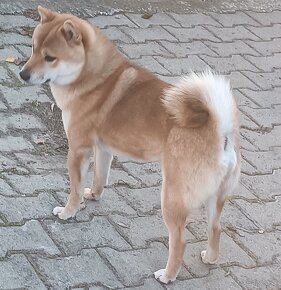 Shiba inu - 2