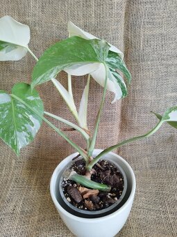 Monstera albo - 2