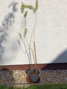 Vŕba biela - salix alba - stromčeky 100cm - 2