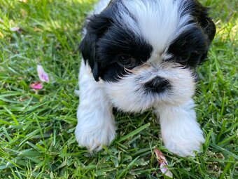 Shihtzu - 2