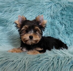 Yorkshire terrier s PP - 2