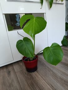 Monstera - 2