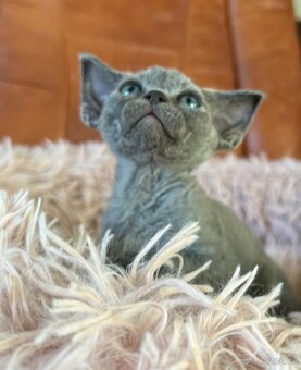 Devon Rex - 2