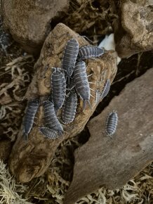 Isopody - Porcellio hoffmannseggii (titan isopod) - 2