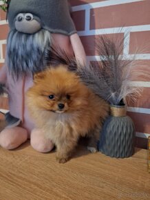 Oranžový špic -Pomeranian - 2