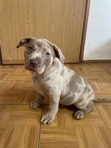 American bully xl/xxl - 2