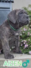 Cane Corso šteniatka s PP - 2