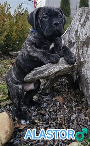 Cane Corso šteniatka s PP - 2