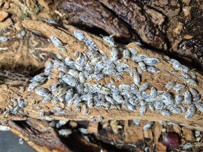 Isopody - porcellio laevis (dairy cow) - 2