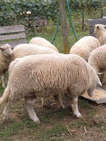 Romney marsh,kent - 2