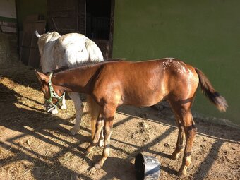 Appaloosa žrebček - 2