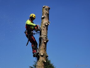 Arboristika, výruby a rez ovocných stromov - 2