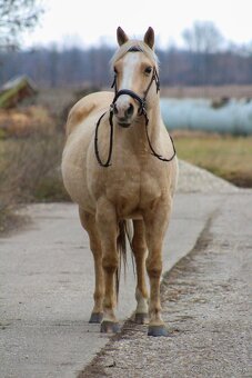 QH palomino kobyla - 2