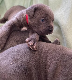 Cane corso šteniatka - 2