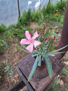 Oleander - 2