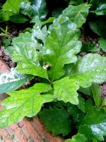 Sadenice Dub letny, (quercus robur) - 2