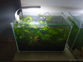 Rastlinky do akvária- Valisneria Spiralis - 2