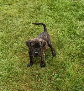 Cane Corso - 2