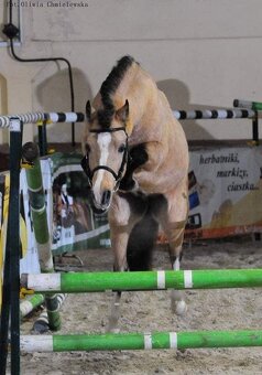 Připouštění Welsh pony - 2