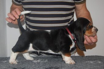 Basset hound šteniatka - 2